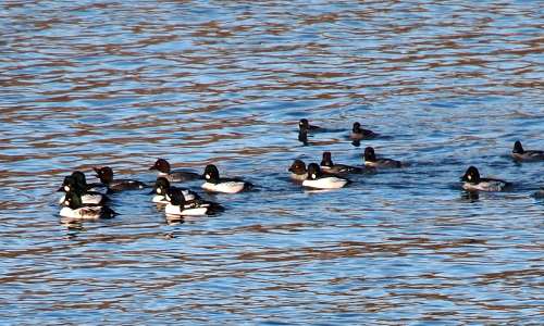 [16 common goldeneyes swimming from left to right. While there are 8 of each sex, they are not swimming in pairs. These birds are also black and white, but their heads only hae a small white dot on them, so they are not as bright as the buffleheads.]